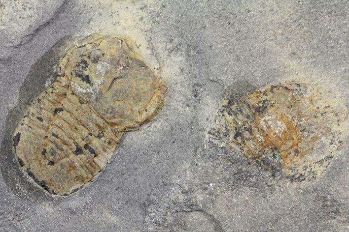 Pelagic Trilobite (Cyclopyge) Fossil - El El Kaid Rami, Morocco #165835